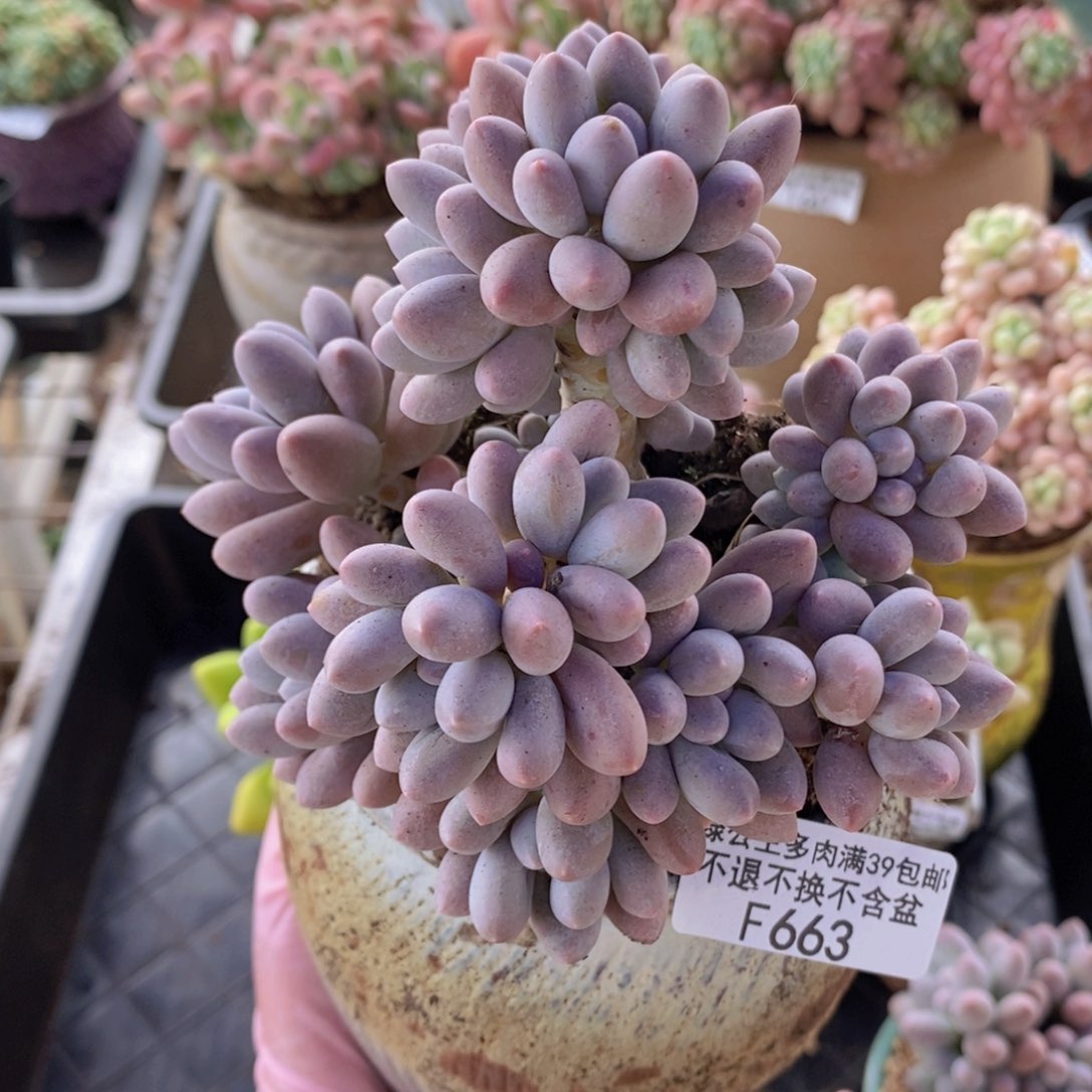 汤圆老桩11cm663多肉植物
