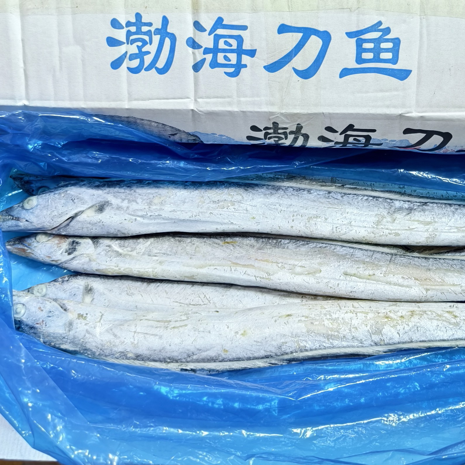 （6斤净重）渤海湾刀鱼中刀大连油刀油带鱼到手10条左右