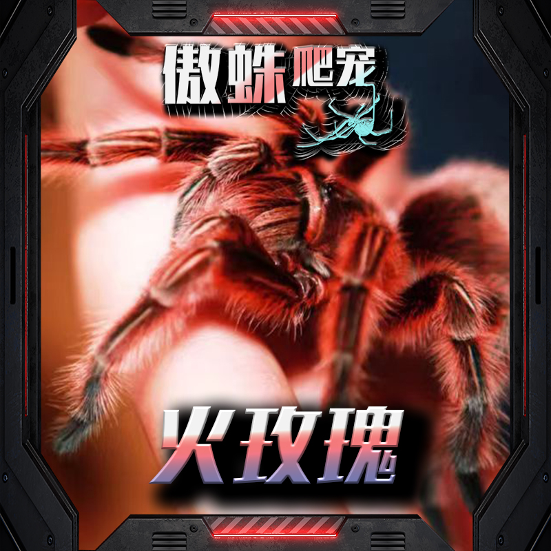 纯种红玫瑰宠物蜘蛛温顺好养红色蜘蛛稀有收藏品种