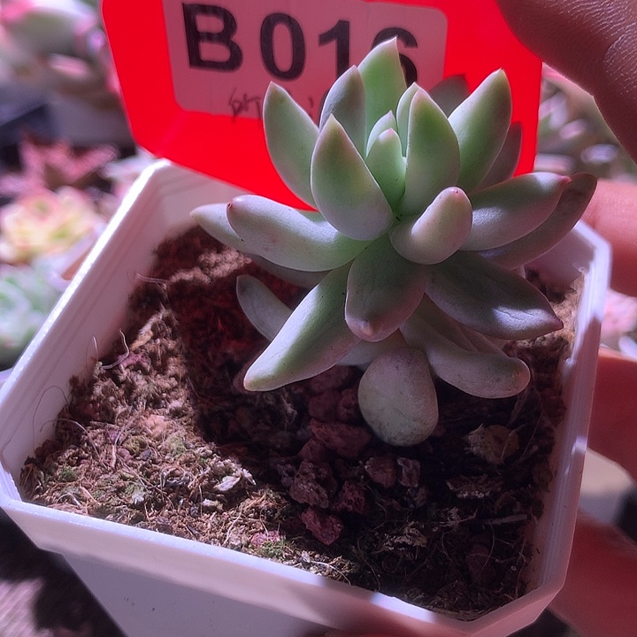 所罗门覆轮锦有根