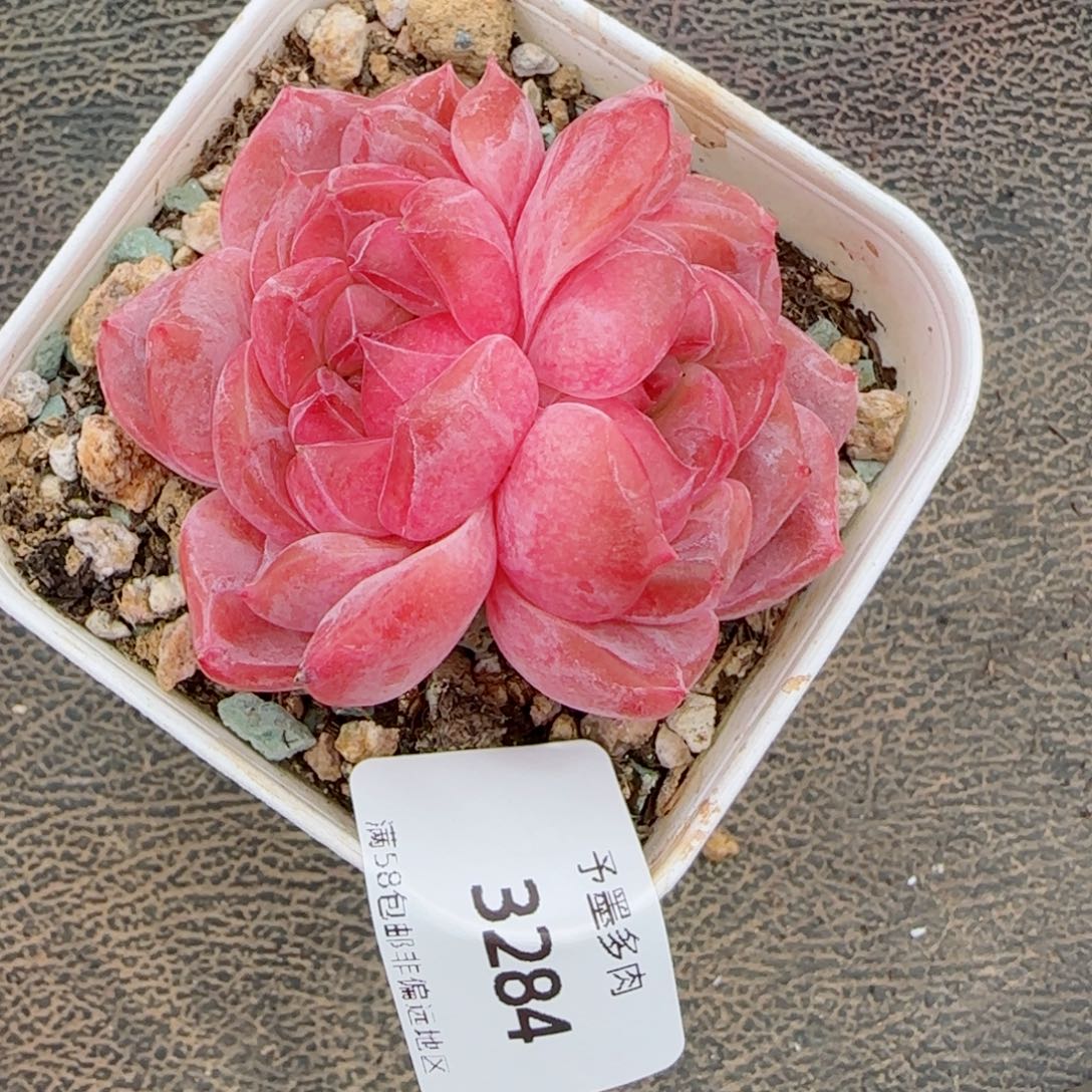 粉魄，3284多肉植物