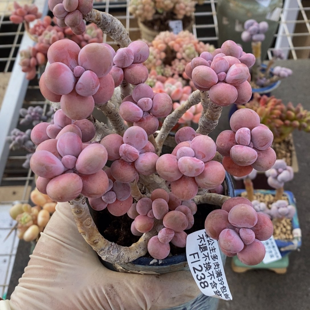 腰子桃蛋238/10c m
