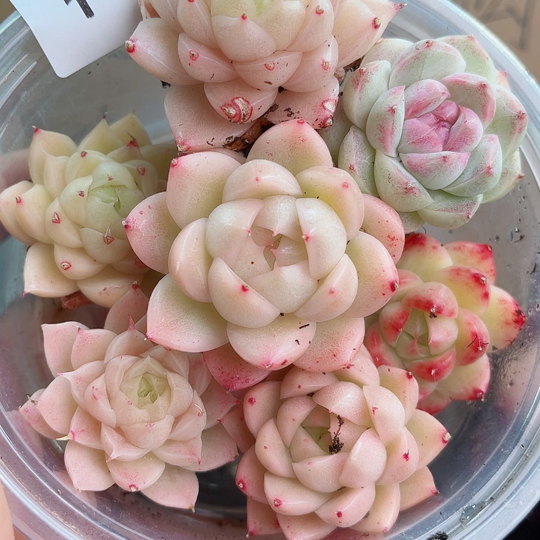 1-547 新疆西藏内蒙不发12.8包邮2-3公分多肉
