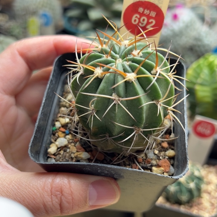 实生狂风丸4.5cm一棵仙人球