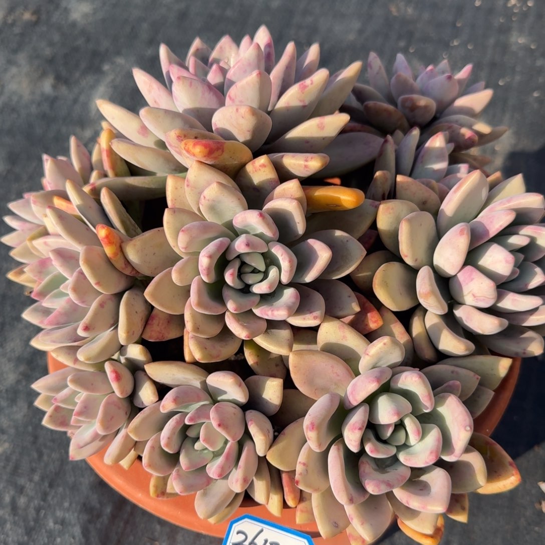 2610奥普凡艺多肉