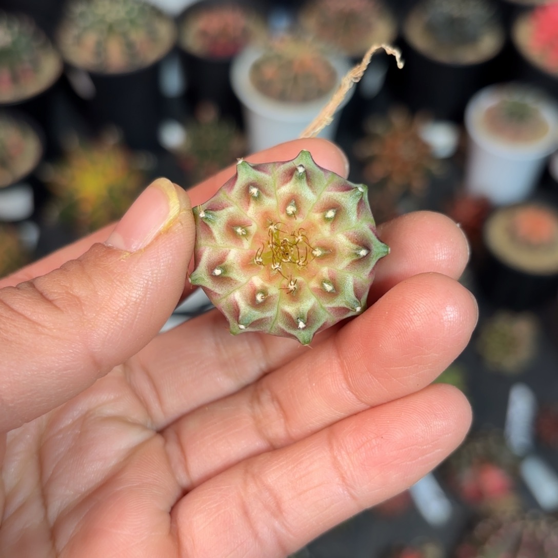 泰国实生轮回仙人球30号