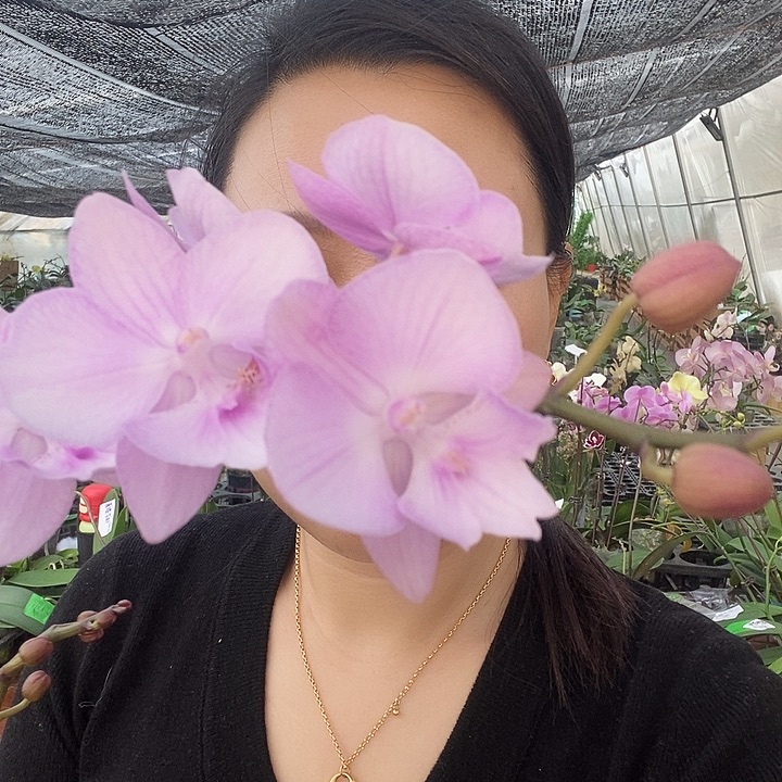 无花朵神仙姐姐蝴蝶兰