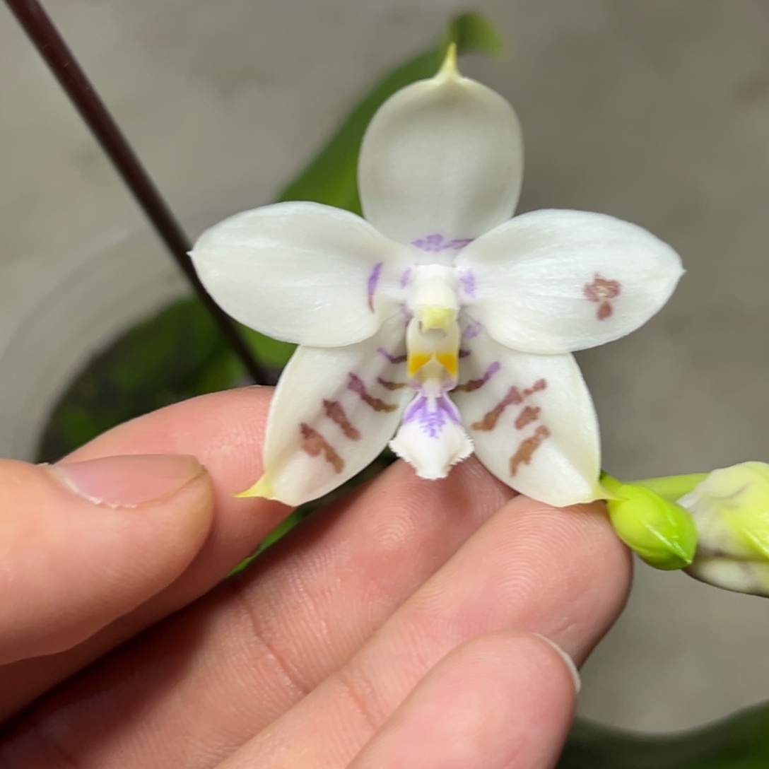 完全开放l285柳林3715