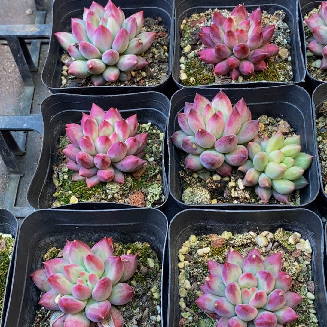 豆*芽273的人在一起的时候