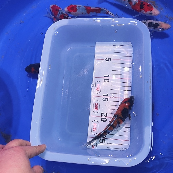 韦***宝海水鱼锦鲤的尾巴和翅膀