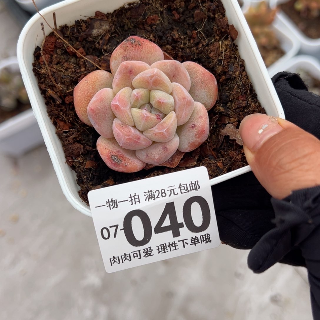 石化冰玉单头多肉多肉多肉多肉