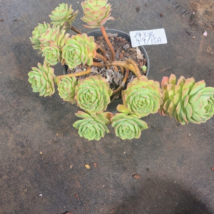 祥***阁多肉植物一物一拍满29元包邮夏景多肉基地