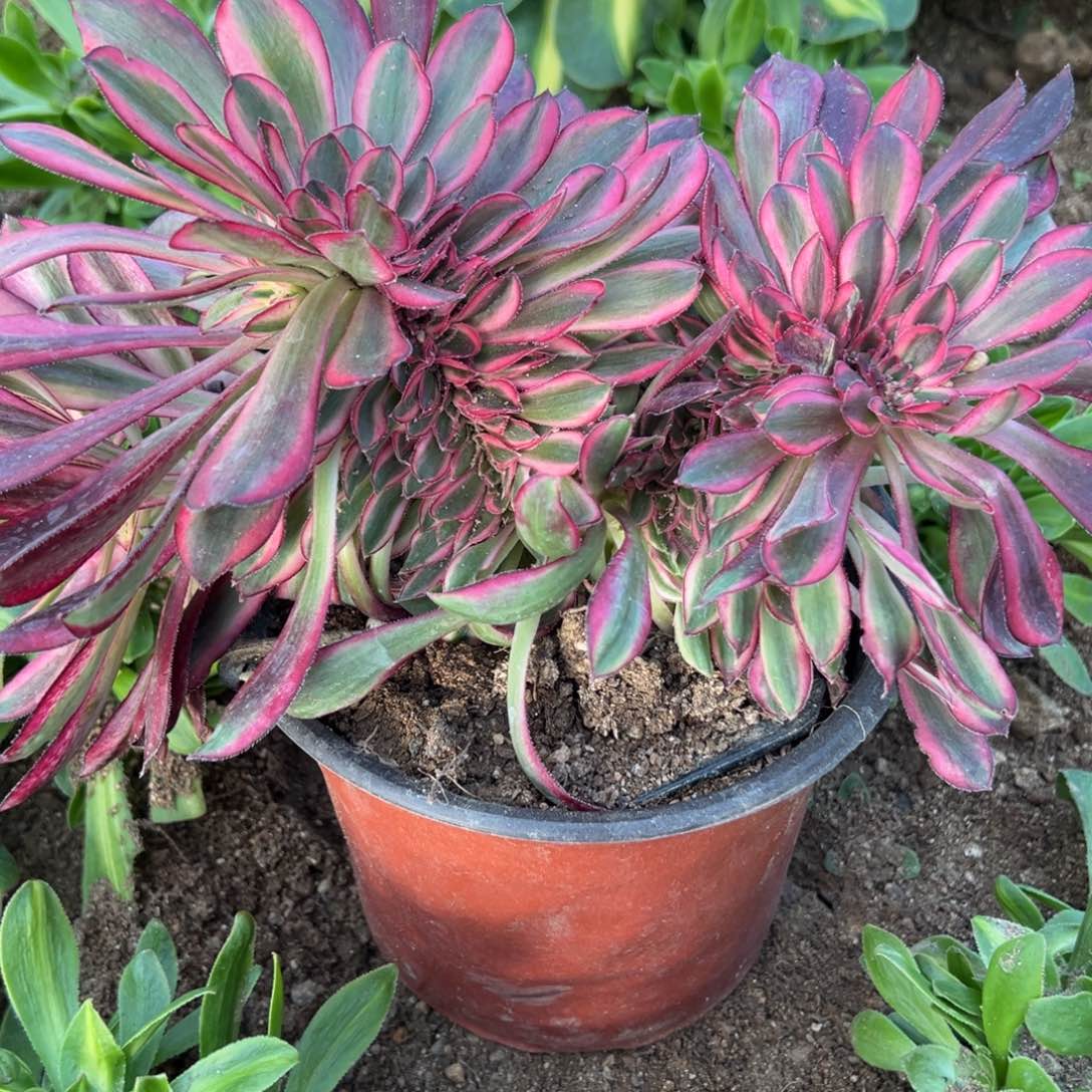 211香奈儿缀多肉植物山东发