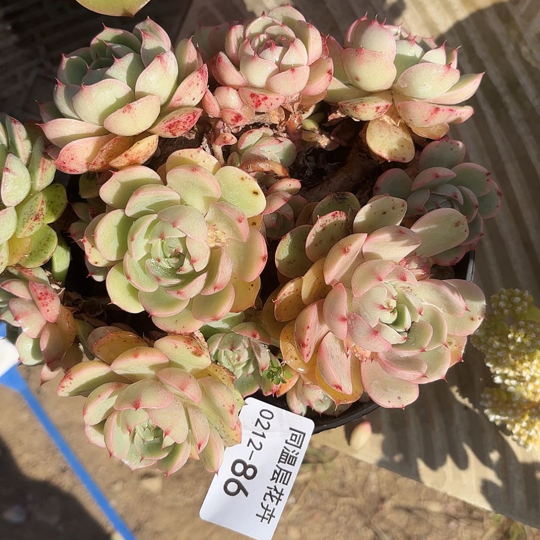 同温层多肉86笨吧