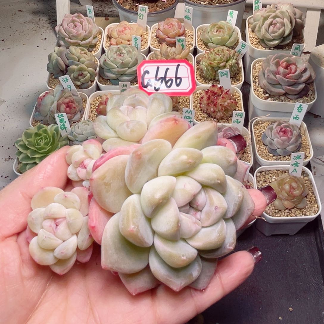 G666一物一拍 雨露均沾