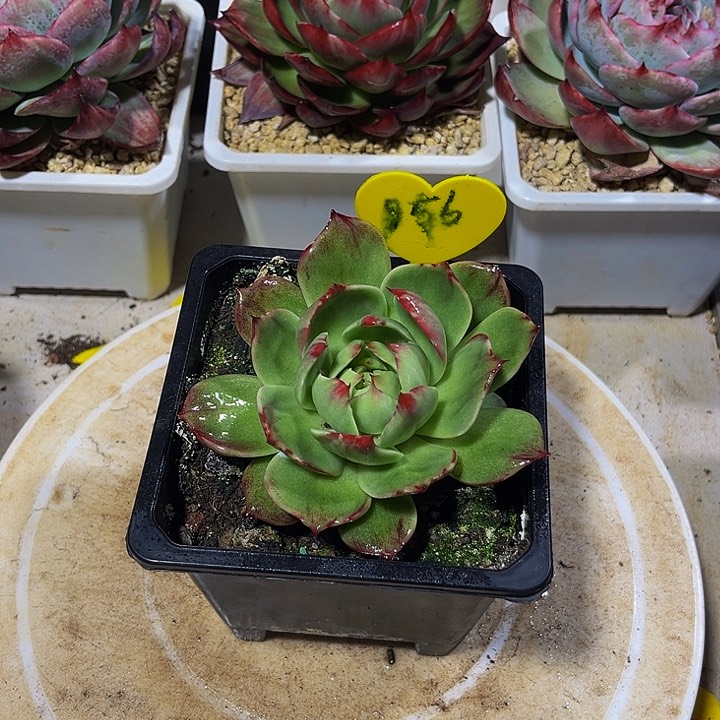惊鸿仙子多肉植物56
