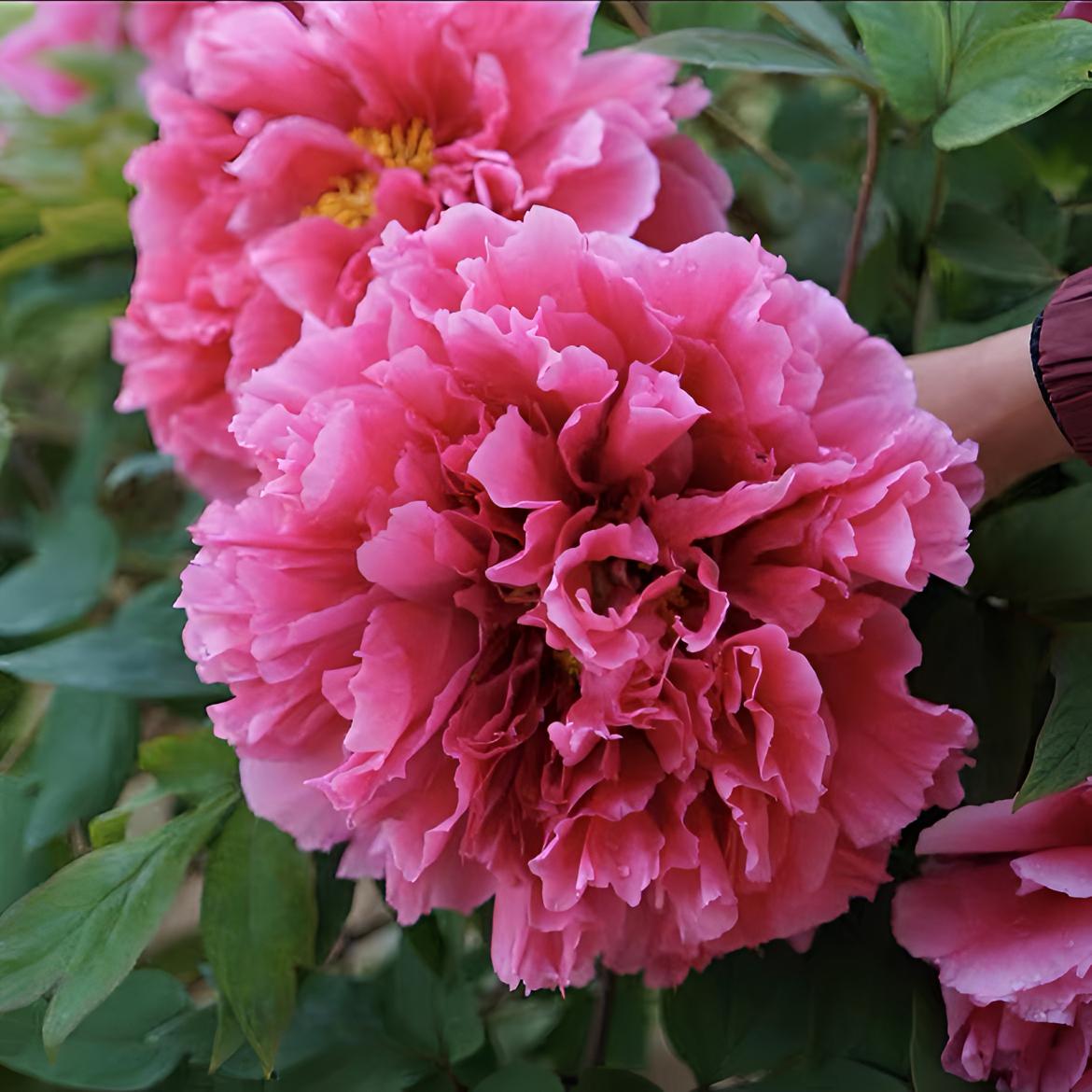 【精品牡丹花小苗】大花重瓣盆栽地栽客厅庭院耐寒耐热花卉绿植栽培