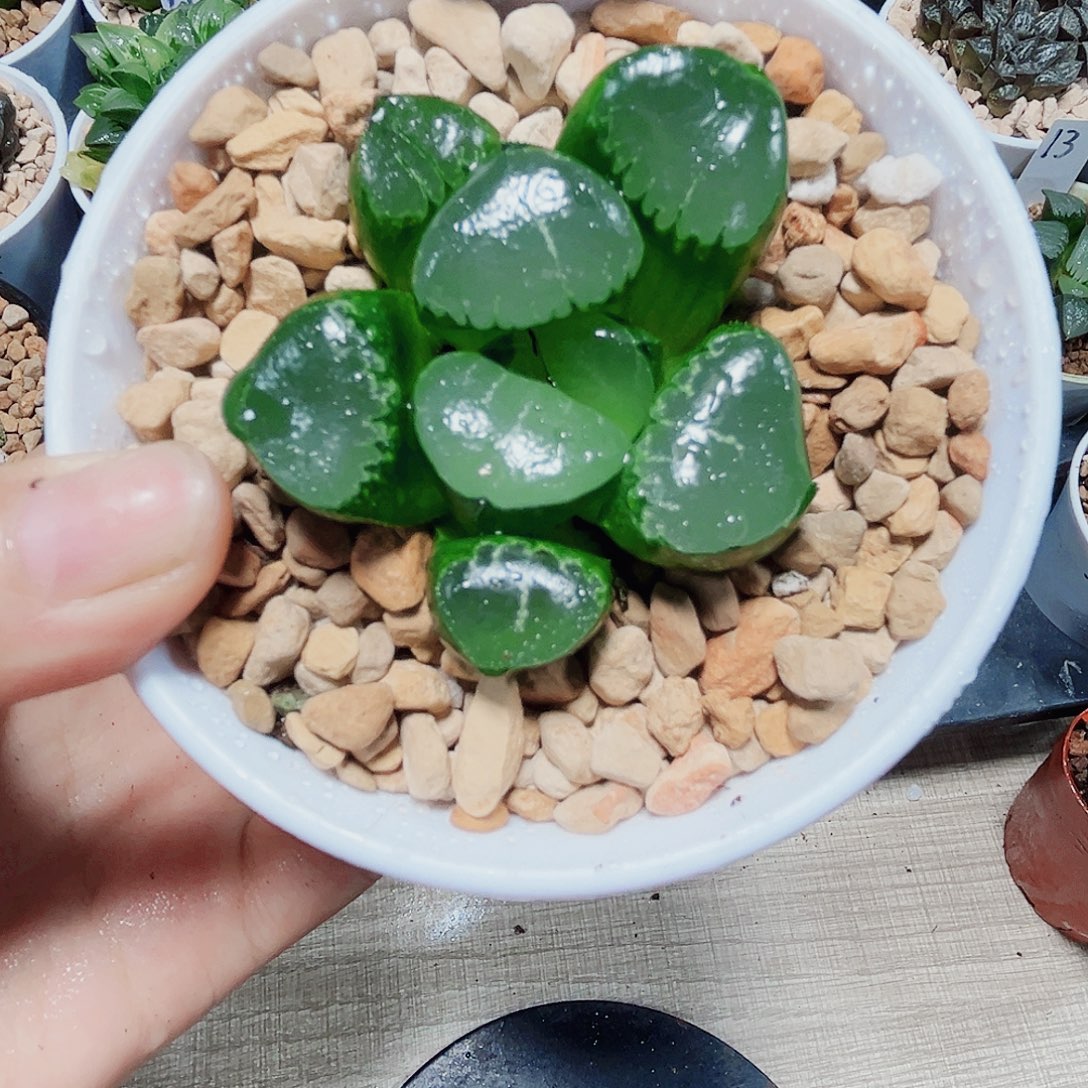 姬翠寿多肉植物6666