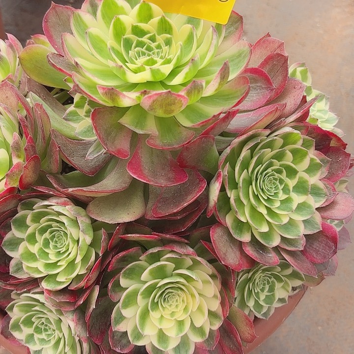 多肉植物海王0578