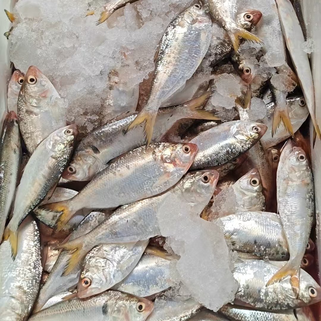 湛江海捕   海黄鱼  流西黄鱼   小刺多  5斤  顺丰发货