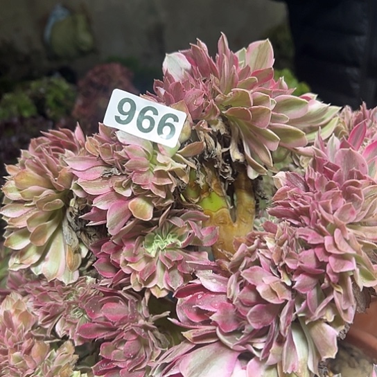 平***人多肉植物一个女巫有伤966