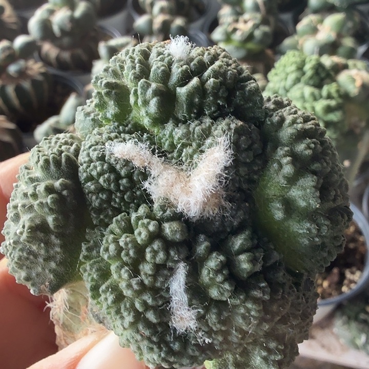 无花朵170连山体大尤哥斯拉