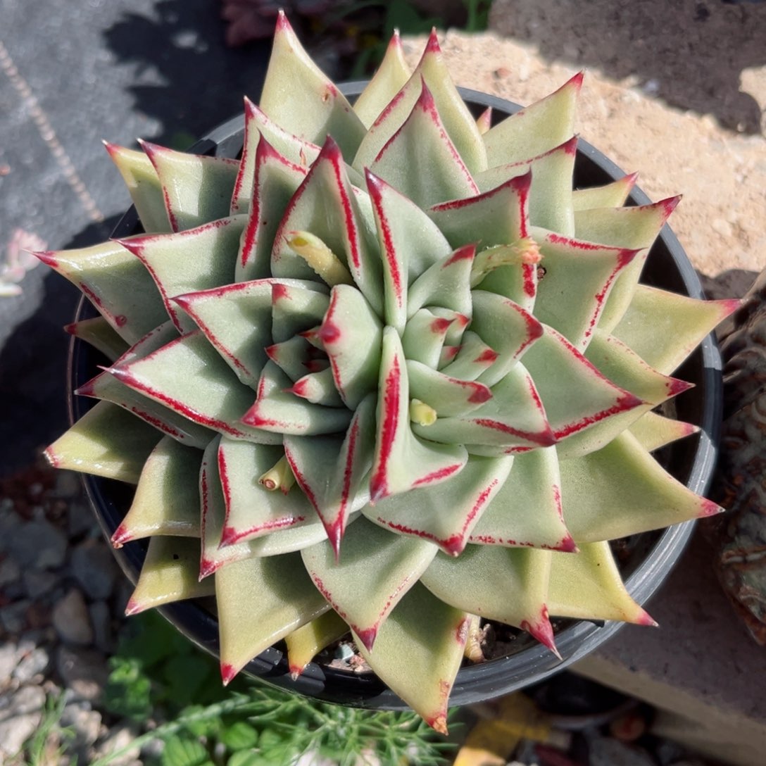 新年福利，年后发货05