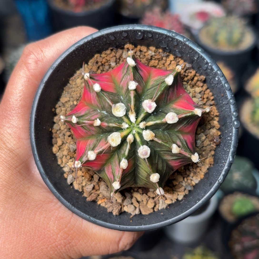 泰系米哈实生仙人球36