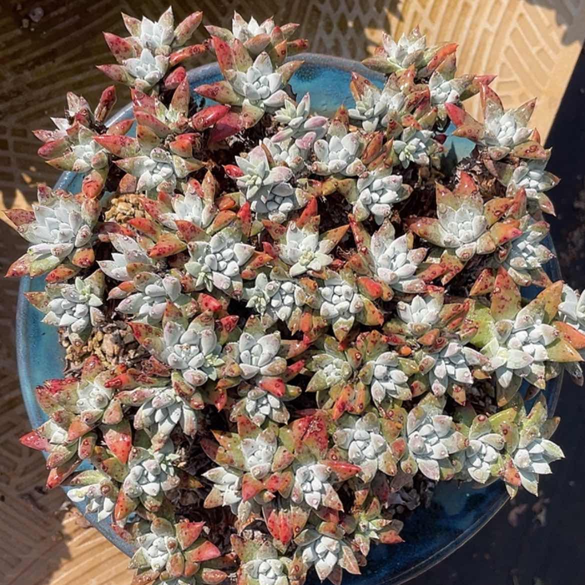 【闪购商品】大宽叶白姆