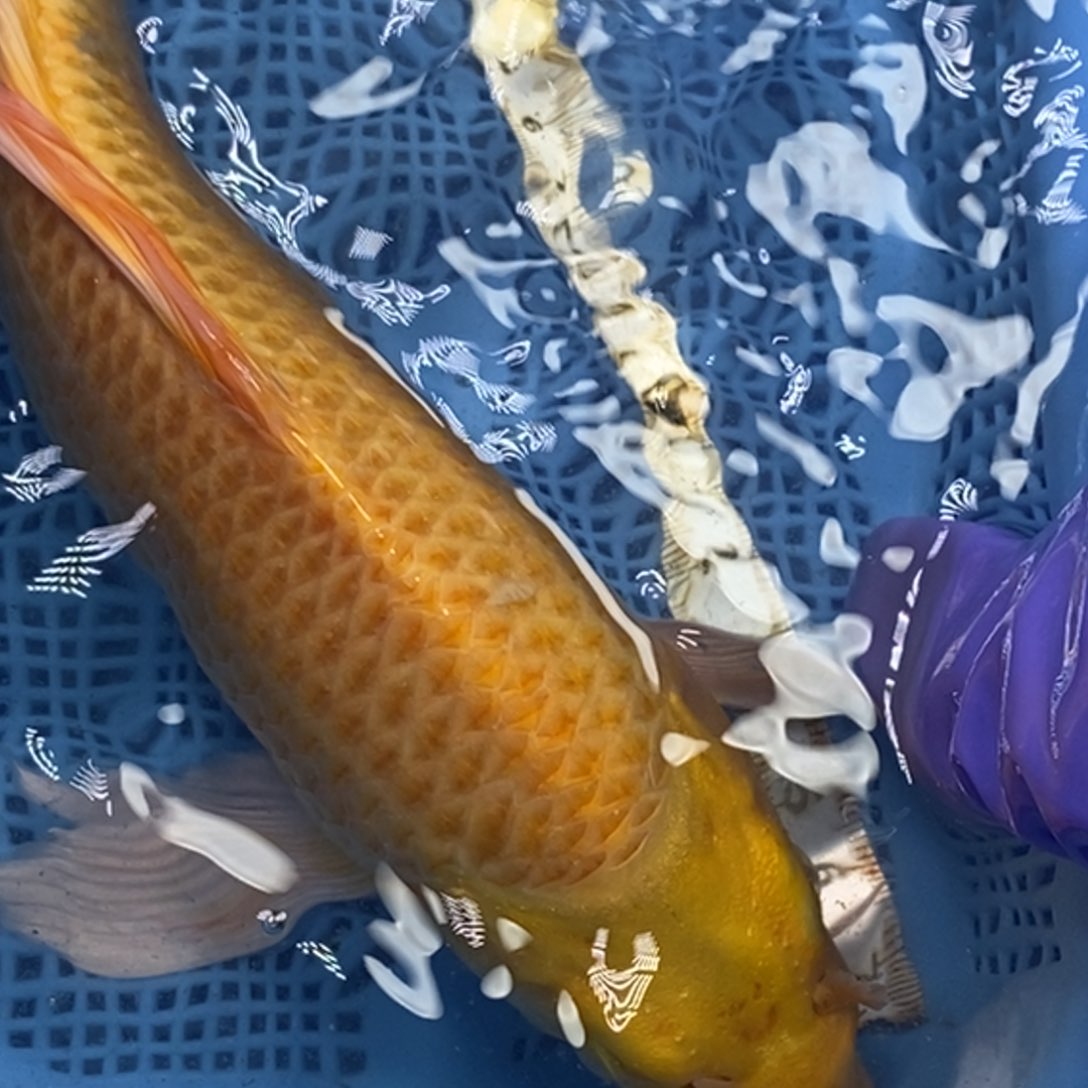 锦鲤冷水锦鲤包邮