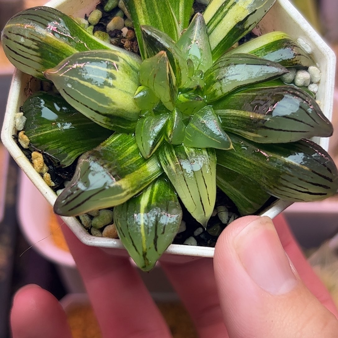 红纹寿锦十二卷多肉