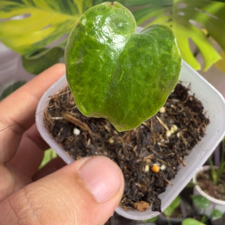 ****。完全开放龟背竹种苗