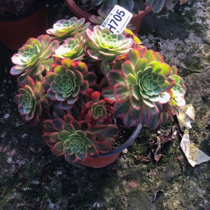 万黄锦多肉70500000000