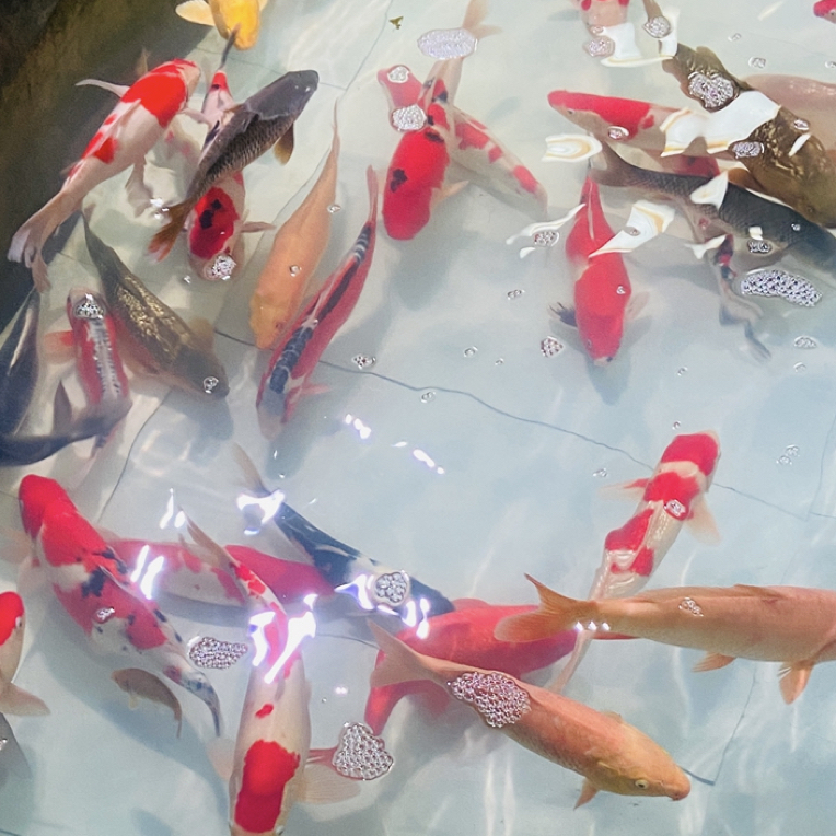（包邮）冷水观赏鱼新奇宠物锦鲤多品种