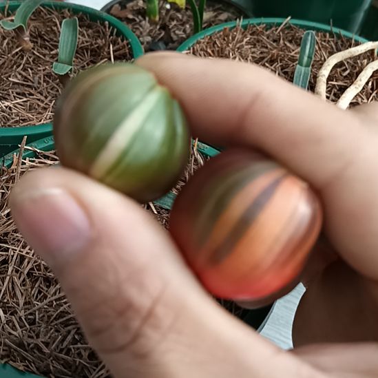 用***7无花朵君子兰小苗君子兰小苗君子兰小苗