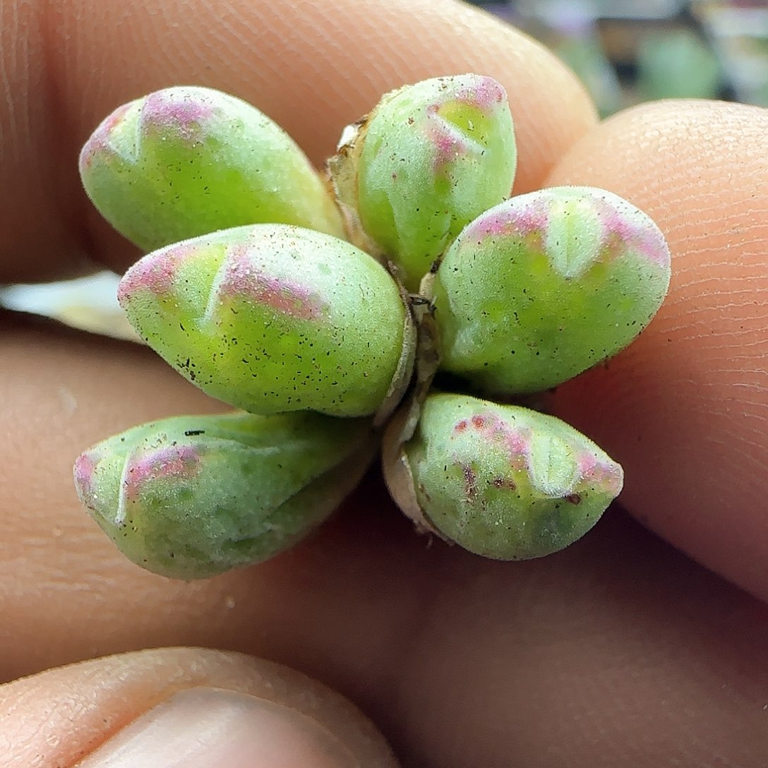 大年初三快乐23272