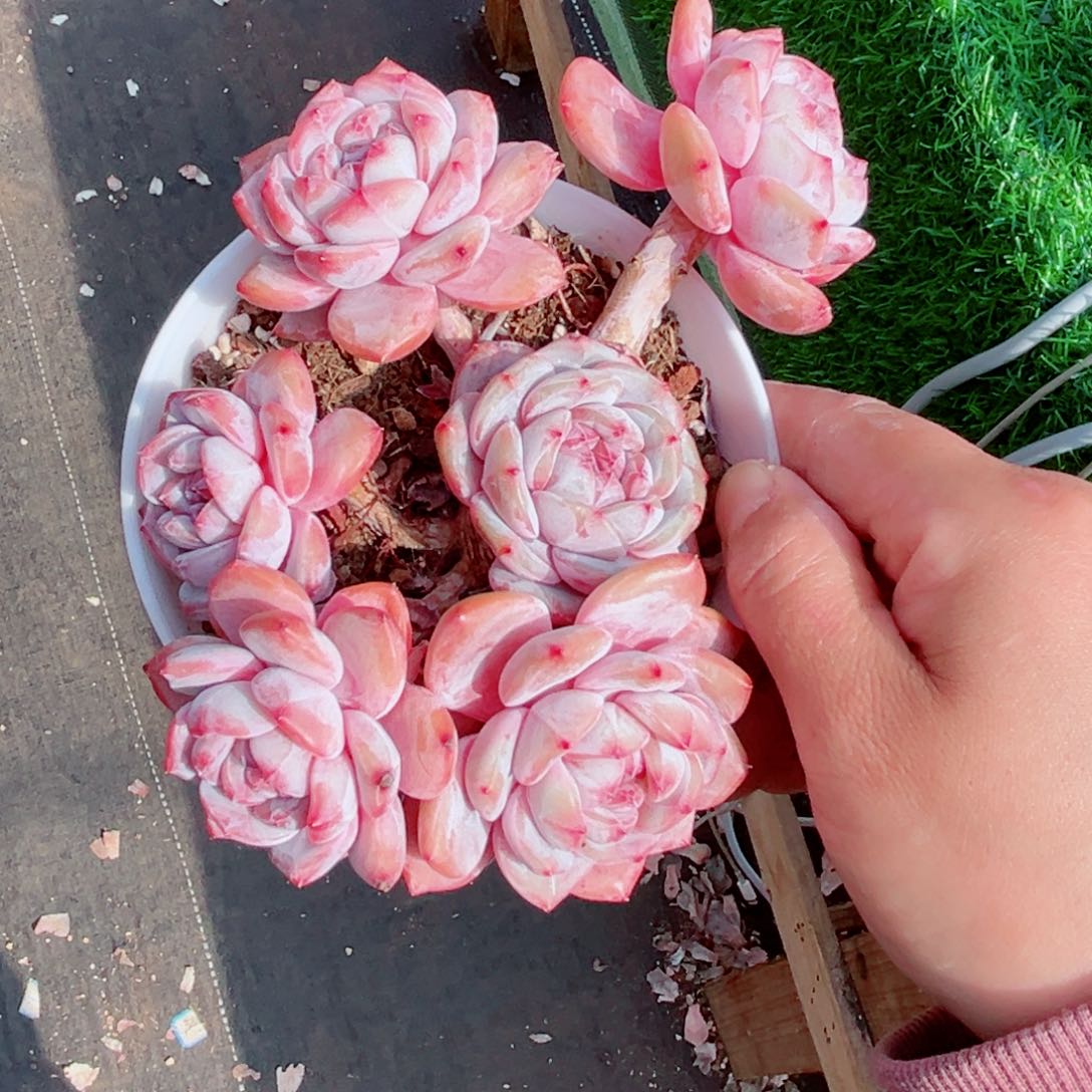 真**了风靡园艺石榴籽星影群