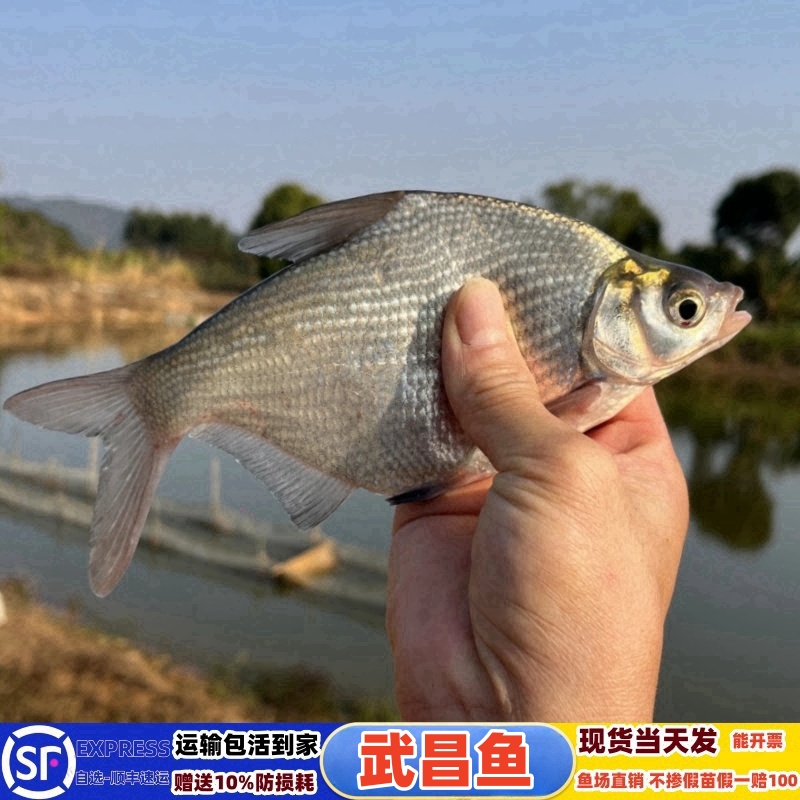 鳊鱼扁鱼武昌扁鱼三角鲂边鱼长身鳊鱼沙边鱼团活体冷淡水鱼宠物苗