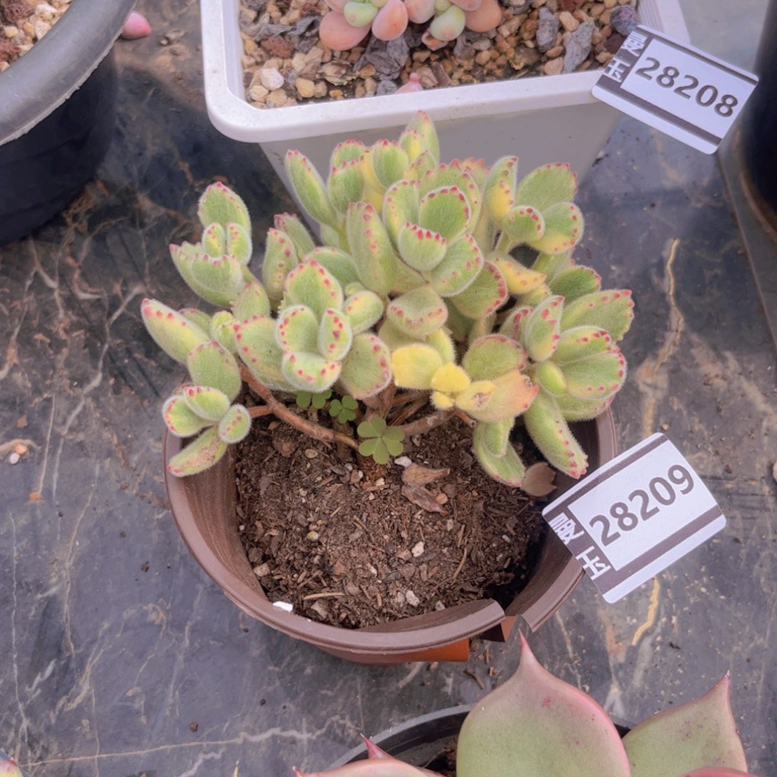 熊童子多肉植物28209