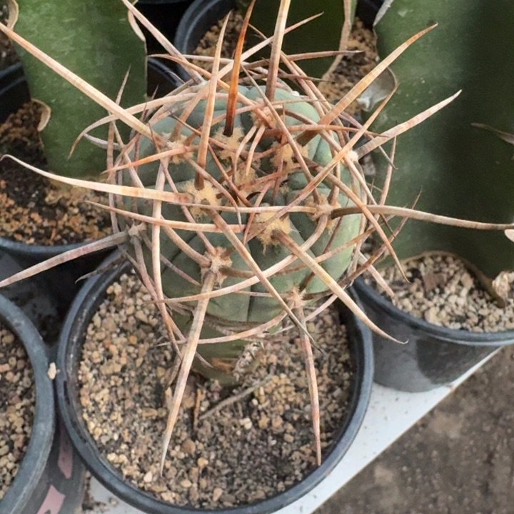 狂刺仙人球5公分