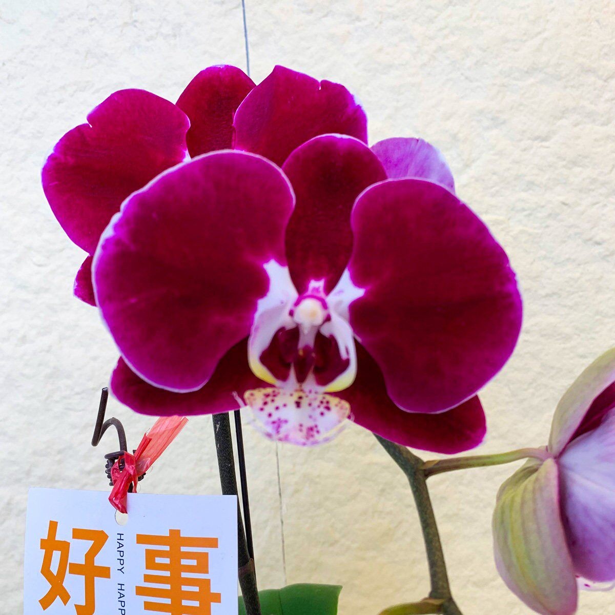 艺术【幻影】欧洲鲜花蝴蝶兰 丝绒质地 大花型 轻奢家居室内花卉A