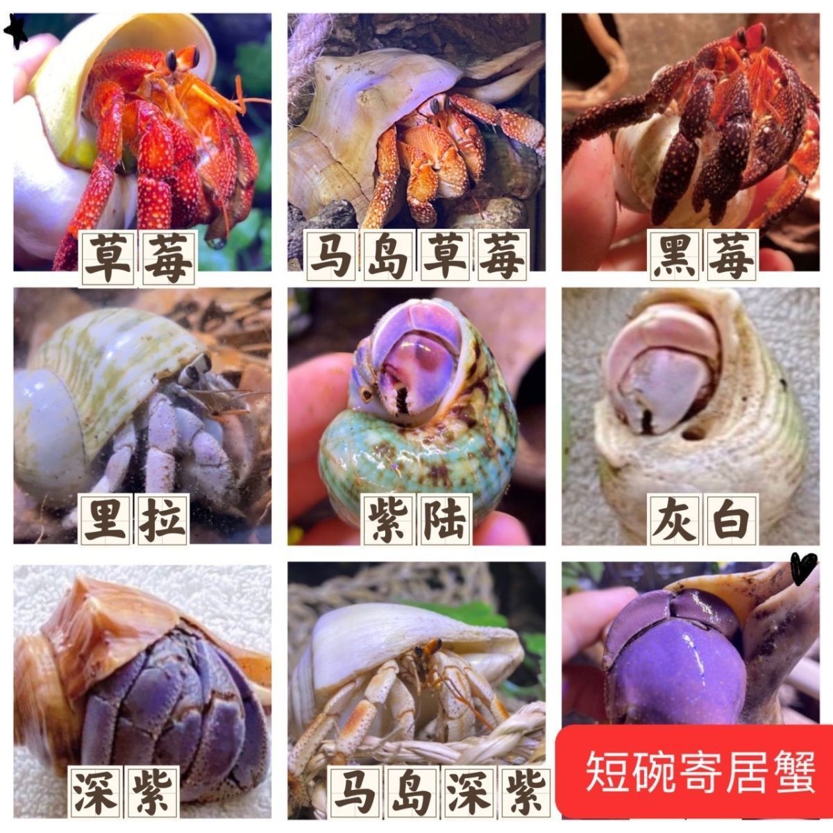 陆生寄居蟹宠物活体～好养易活 桌面萌宠 淡水观赏蟹螃蟹儿童礼物 