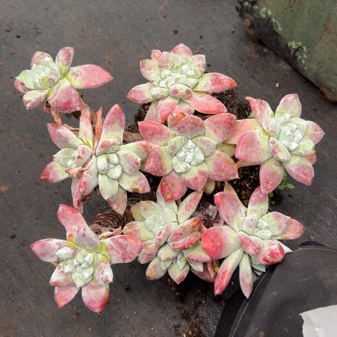 q***n姐姐看看～一物一拍