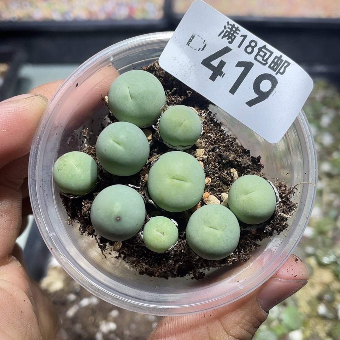 419当天凑满十八元包邮生石花