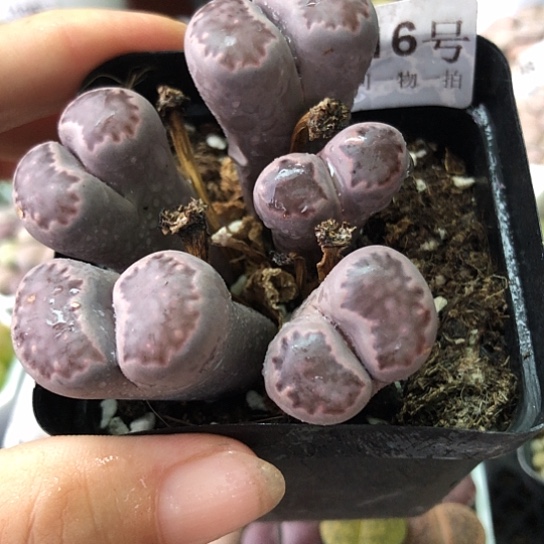 1116，有点徒特价群