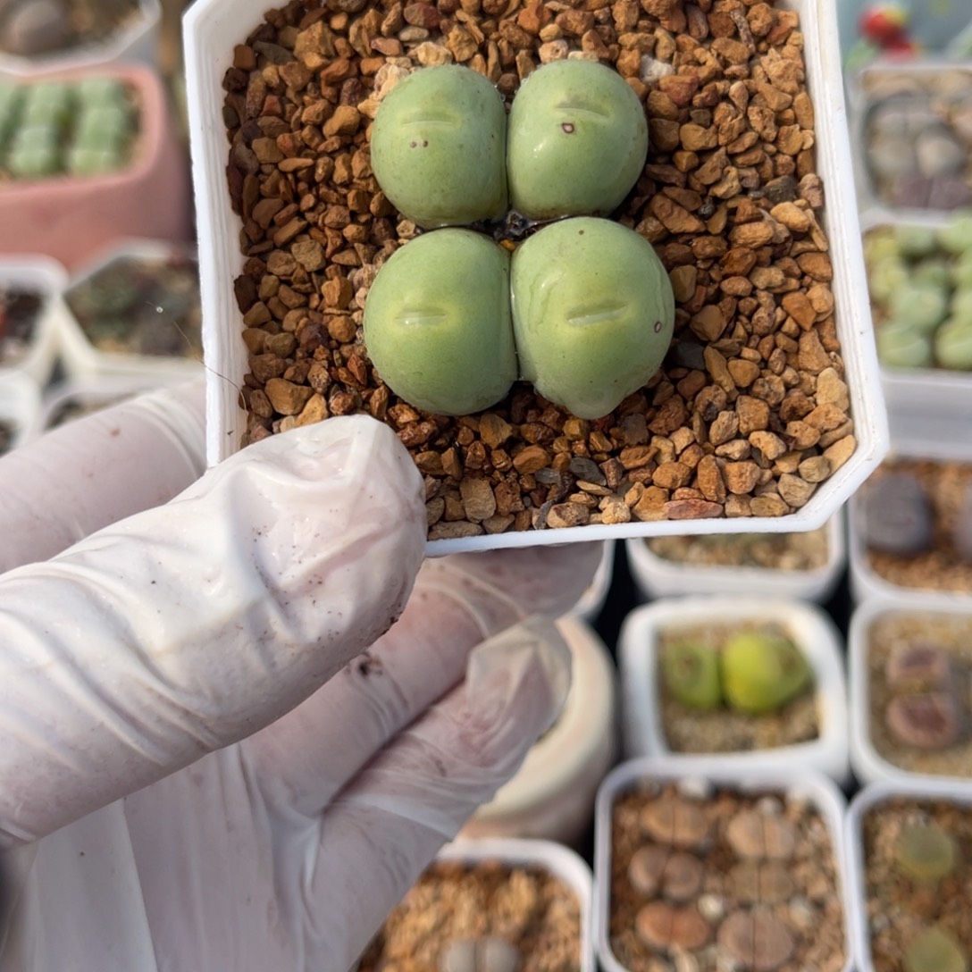 多肉植物一物一拍113