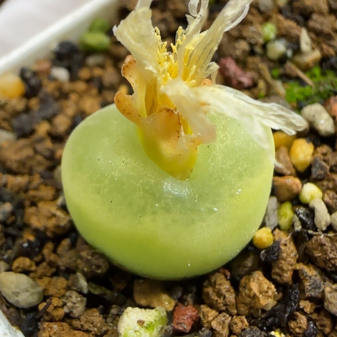 11.26.78o泡.9013尺寸1.4cm