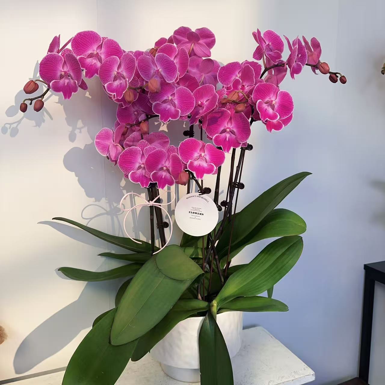 蝴蝶兰【芭菲娜】 粉红色系爆款年宵花   基地直发  带花带花苞