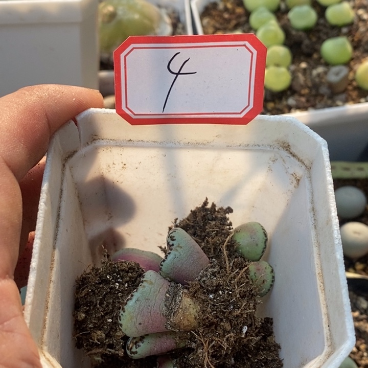 ****霉5556899999999999999