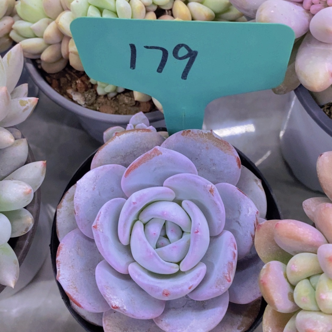 开心多肉，今天不对称，不包价